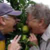 A visit to a fruit farm in the Limburg agriculture region, called Hesbaye. 