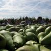 F.F. of Limburg fruit-day.