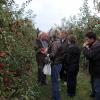 The fruit-day: delicious apples.