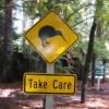 Beware of the Kiwis!